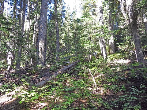 Forested ridge