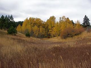 Aspen Grove in the tall meadow grasses.
