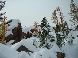 Larches and Snow