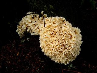 Big hunk-o-Cauliflower shroom