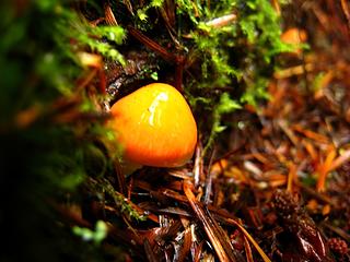 Macro'd tiny orange jobby shroom
