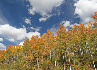 Aspens and clouds