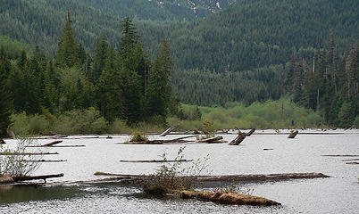 Logs breaching in Canyon Lk. as seen from near the TH. 5.20.06.