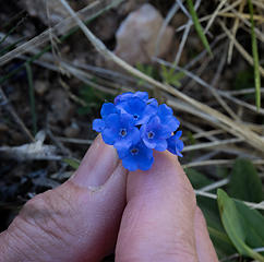 Alpine Forget-me-nots along the Beartooth Hwy
