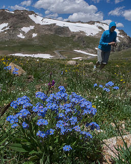 Alpine Forget-me-nots along the Beartooth Hwy