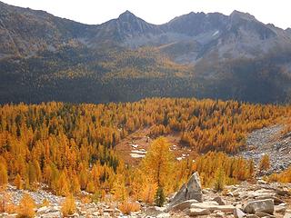 Larches everywhere