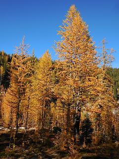 Larches in the basin