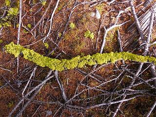 Moss worm