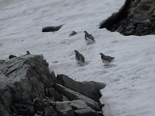 Some birds on Chikamin. Perhaps grouse?