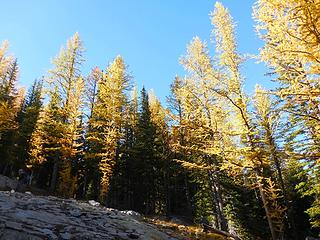 Larches and slabs