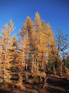 Larches in Bigelow Basin