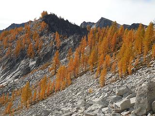 ...and more larches