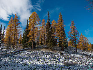 Larches above the snow covered rocks