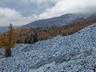 A band of larches