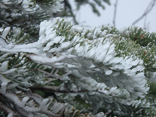 Frosted tree on Silver
