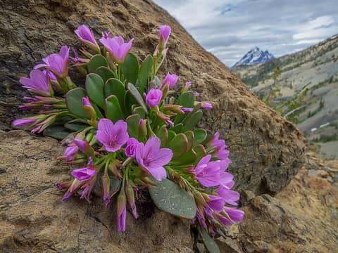Little Navaho alpine spring beauties