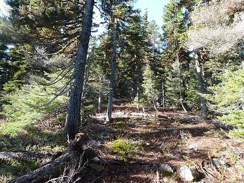 Mostly easy hiking with little brush above clearcuts
