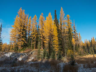 Larches across the meadow