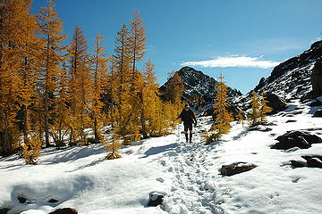 Golden Larches, Snow & Todd