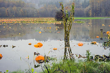 3) Pumpkins float in the flood waters next to the Skokomish Valley Road Tuesday Nov. 4th