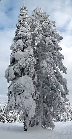 Pair of Taller Snowy Trees