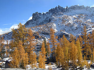 Larches in the Lower Enchantments