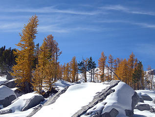 Larches in the Enchantment Basin