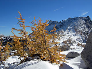 Larches in the Enchantments