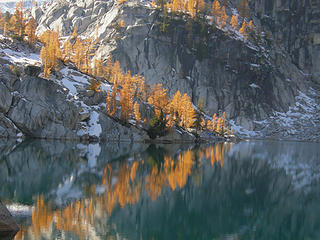 Larches reflecting in Lake Vivian