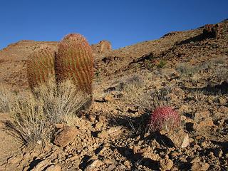 Mojave desert scene