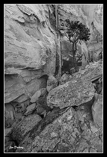 Cohab Canyon
