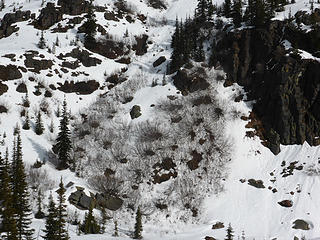 The only bushes to survive avalanches, along one of the smaller creeks from Lake Grace area