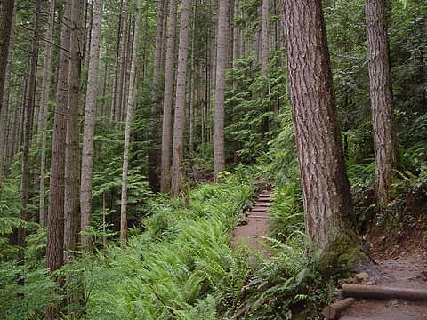 Ascending along the Mount Si Trail