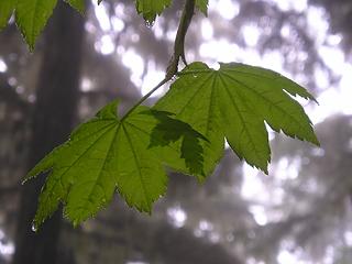 Leaf Silhouette