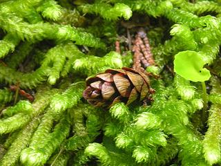 Pine cone on moss bed