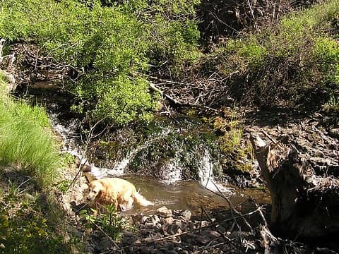 Sadie enjoying Robinson Creek for a quick dip