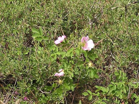small wild rose plant