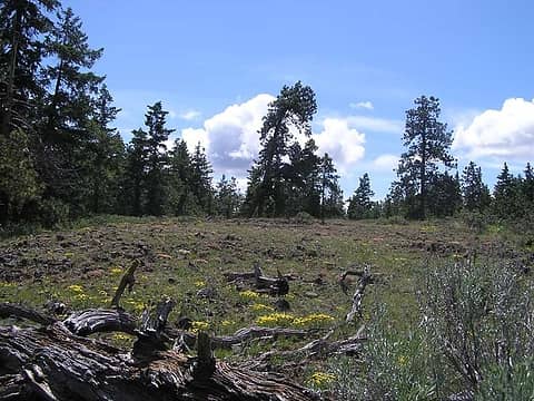 View of Ponderosa Pine from the high point plateau looking South