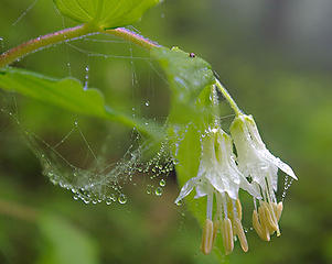 Butter drop, rain, and spider web