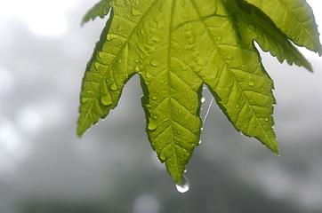 backlit vine maple leaf