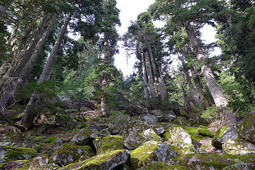 Big trees and talus