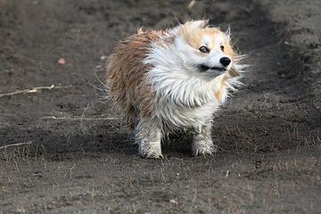 Another meth corgi.  They hunt in packs.  They're everywhere.