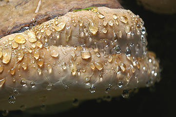 fungus and rain1