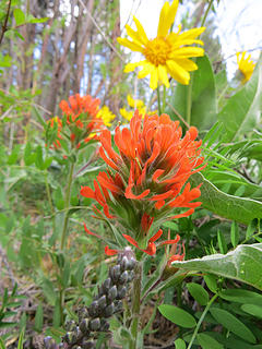 Indian Paintbrush just coming out on the lower trail.