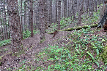 Second growth forest near old logging road below the Talapus Lake trail