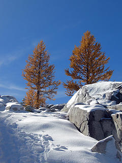 Two larches