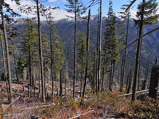 burn area views of Icicle Ridge
