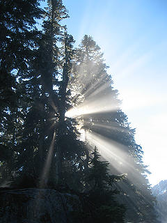 Light throught tree