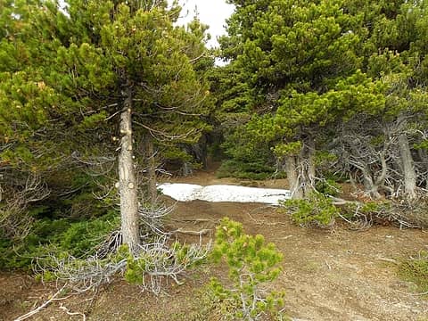 my favorite open pine tree grove on Mt Townsend.