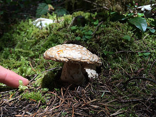 Finding a mushroom along the old Mason Creek trail
